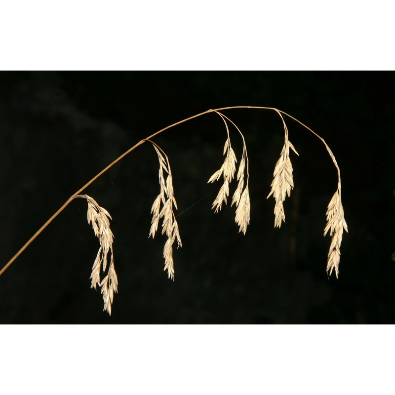 drymochloa drymeja (mert. et w. d.j. koch) holub