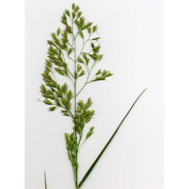 drymochloa sylvatica (pollich) holub