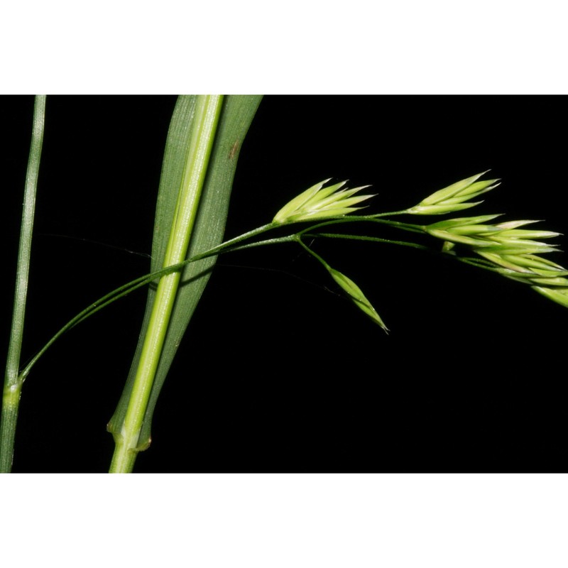 drymochloa sylvatica (pollich) holub