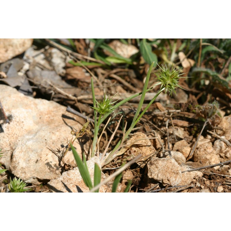 echinaria capitata (l.) desf.