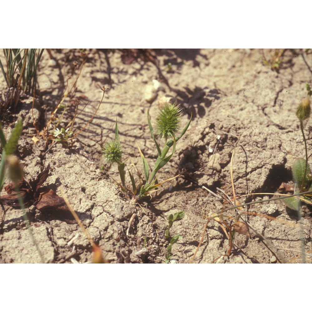 echinaria capitata (l.) desf.