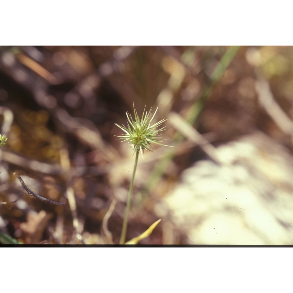 echinaria capitata (l.) desf.