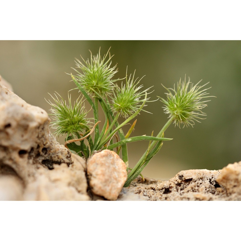 echinaria capitata (l.) desf.