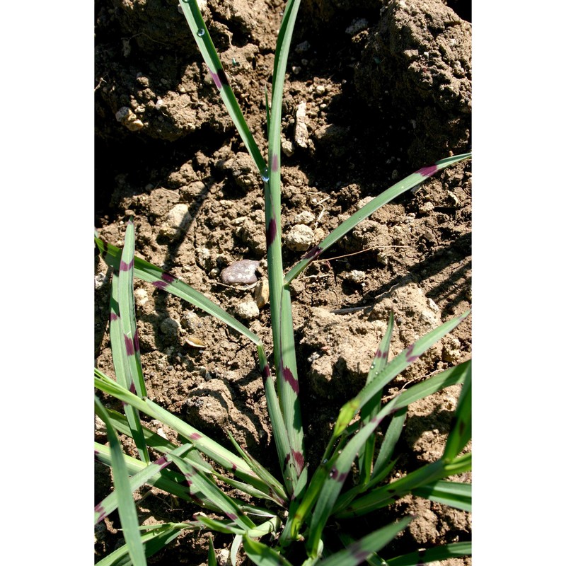 echinochloa colona (l.) link