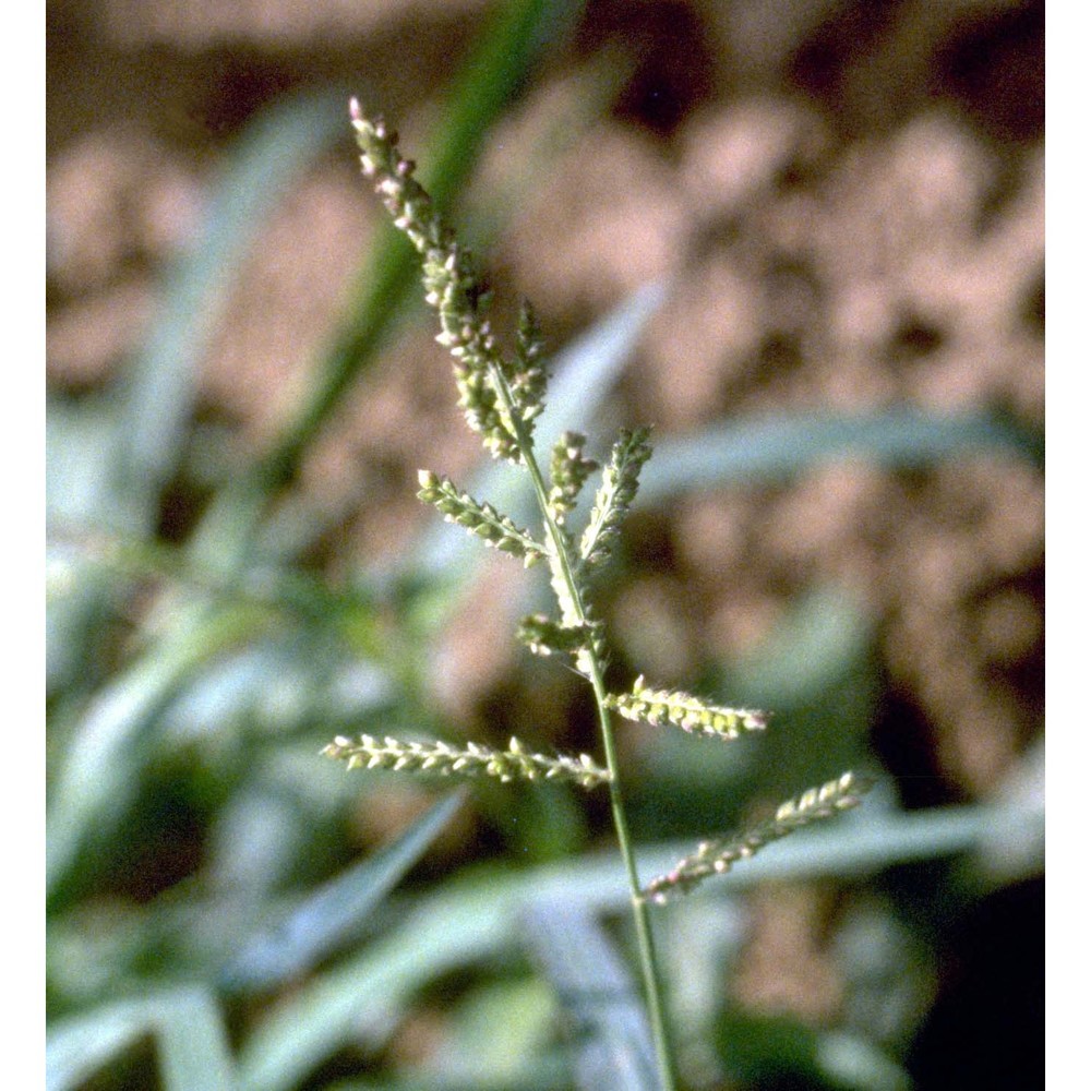 echinochloa crus-galli (l.) p. beauv.