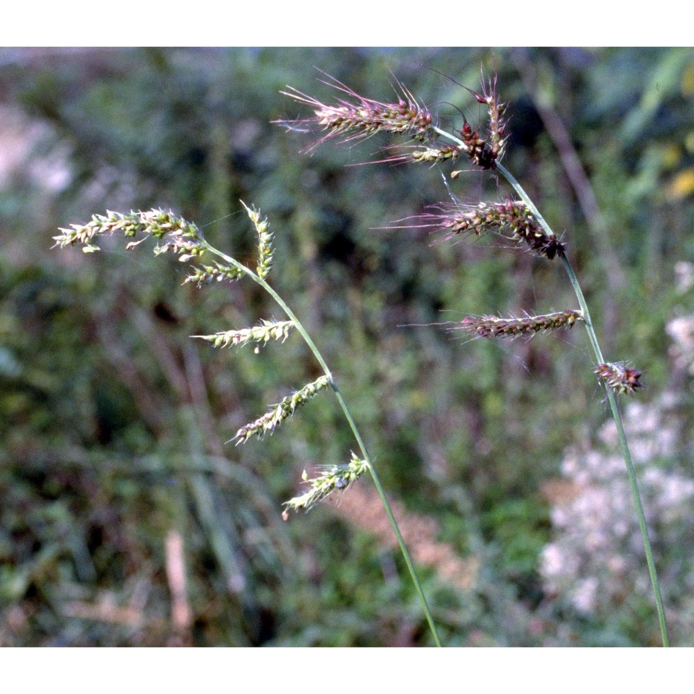 echinochloa crus-galli (l.) p. beauv.