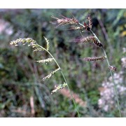 echinochloa crus-galli (l.) p. beauv.