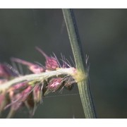 echinochloa crus-galli (l.) p. beauv.