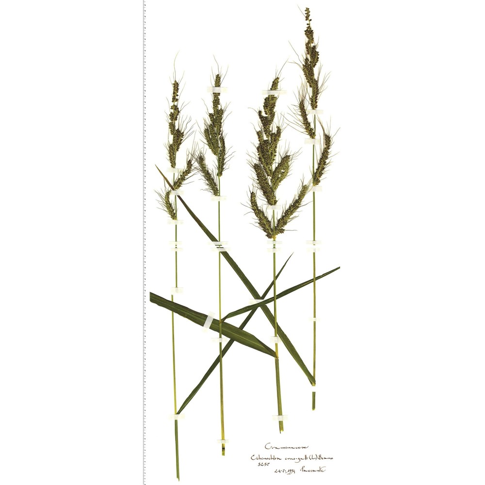 echinochloa crus-galli (l.) p. beauv.