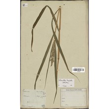 echinochloa hispidula (retz.) nees ex royle