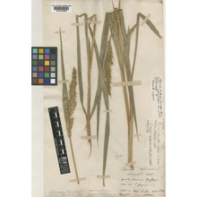 echinochloa oryzoides (ard.) fritsch