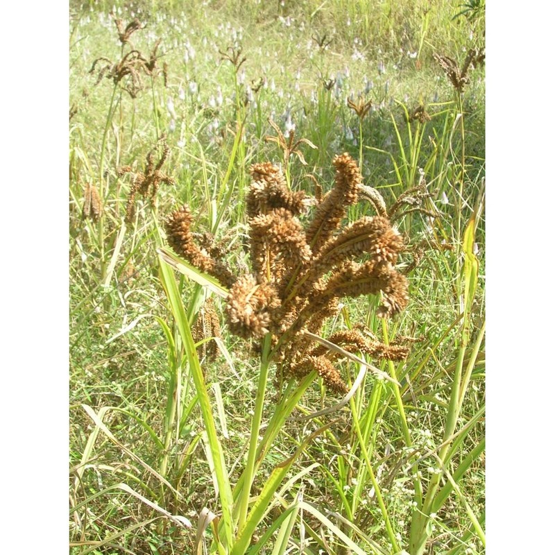 eleusine coracana (l.) gaertn.