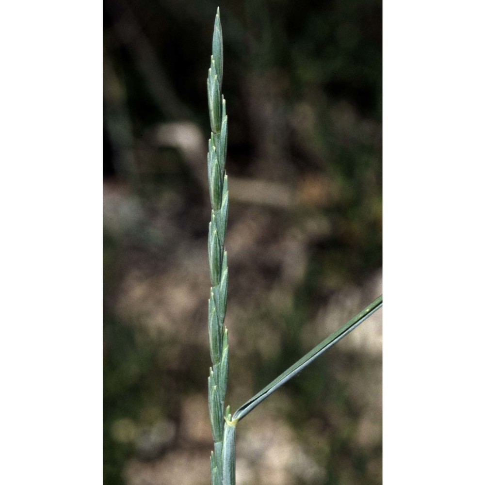 elymus acutus (dc.) m.-a. thiébaud