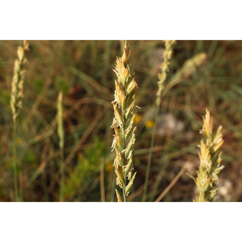 elymus acutus (dc.) m.-a. thiébaud