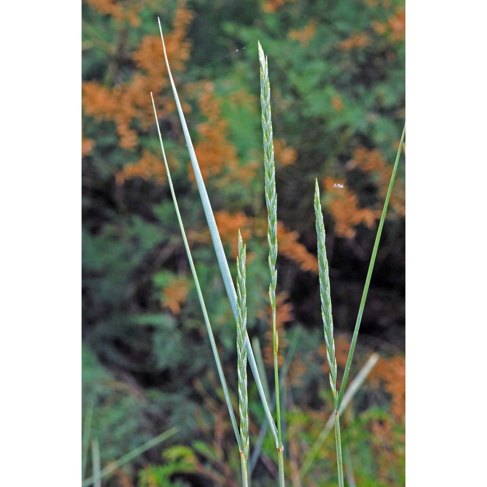 elymus acutus (dc.) m.-a. thiébaud