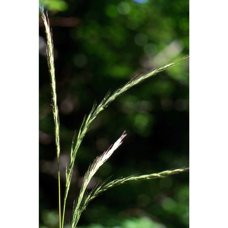 elymus caninus (l.) l.