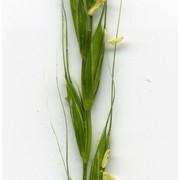 elymus caninus (l.) l.