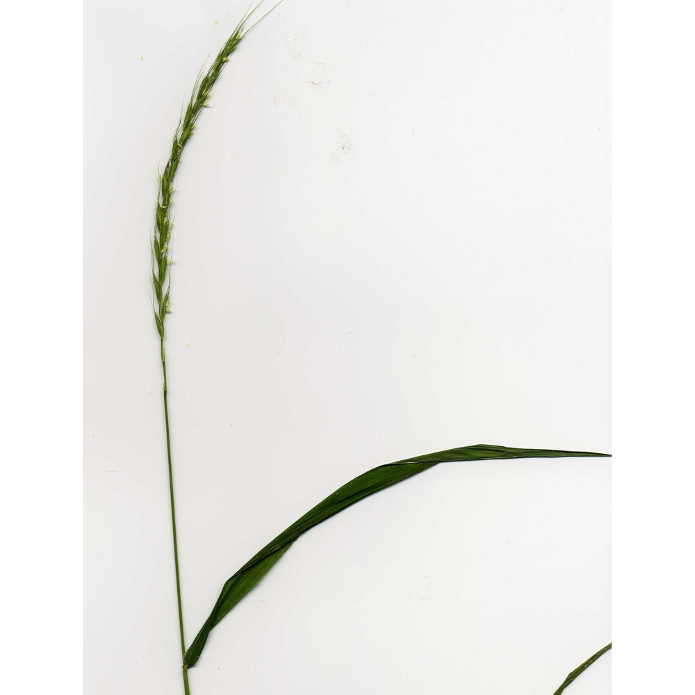 elymus caninus (l.) l.