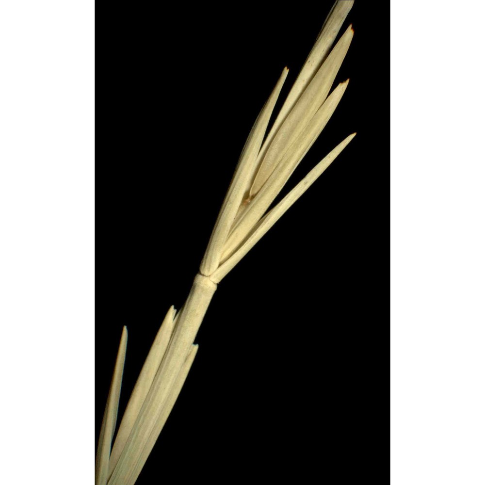 elymus elongatus (host) runemark