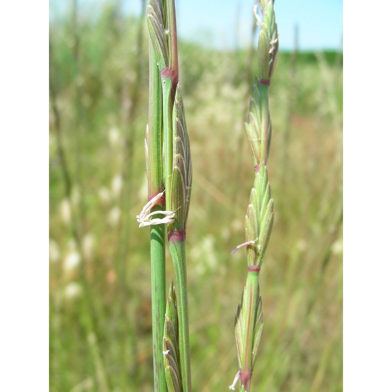 elymus elongatus (host) runemark