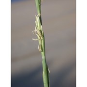 elymus farctus (viv.) runemark ex melderis