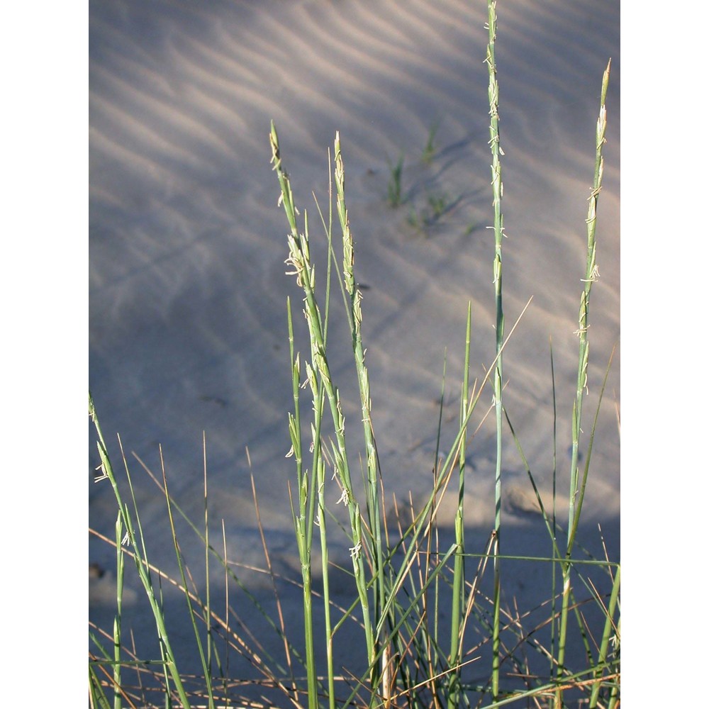 elymus farctus (viv.) runemark ex melderis