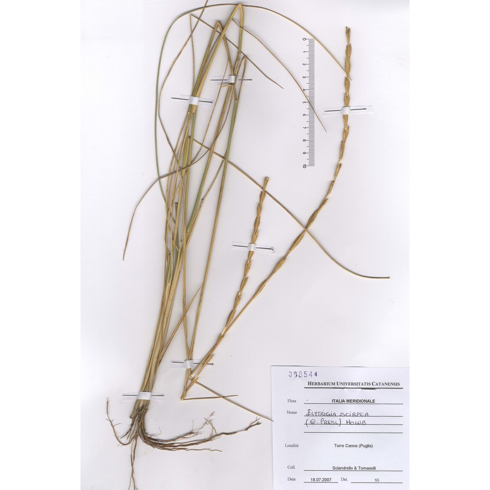 elymus flaccidifolius (boiss. et heldr.) melderis