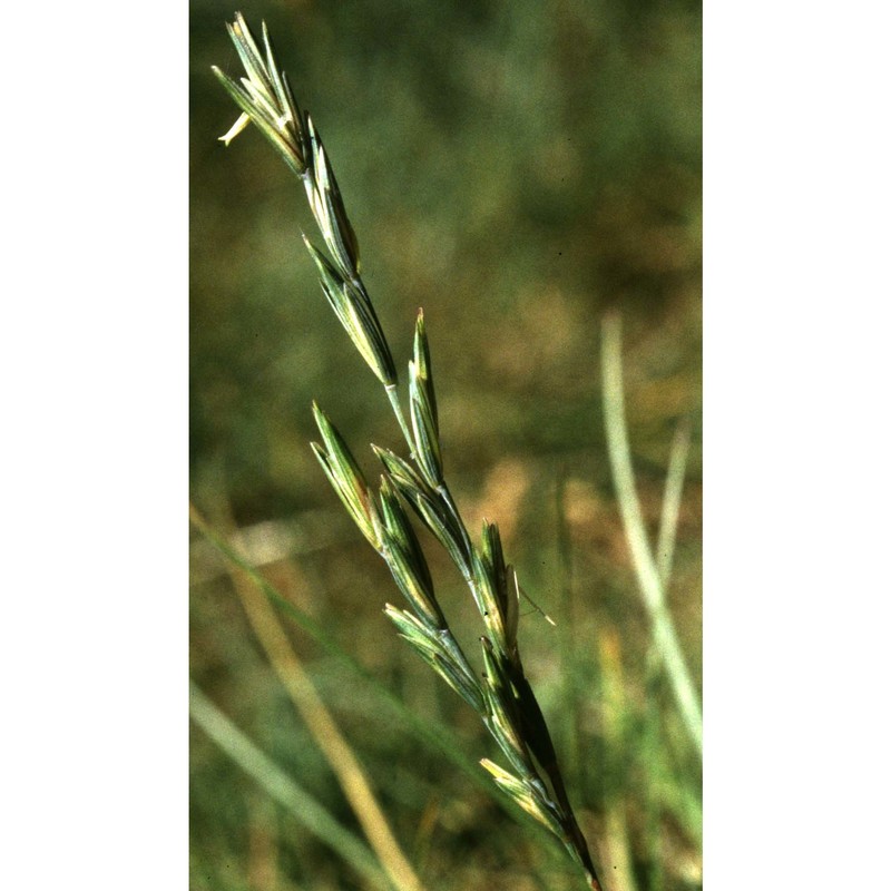 elymus hispidus (opiz) melderis