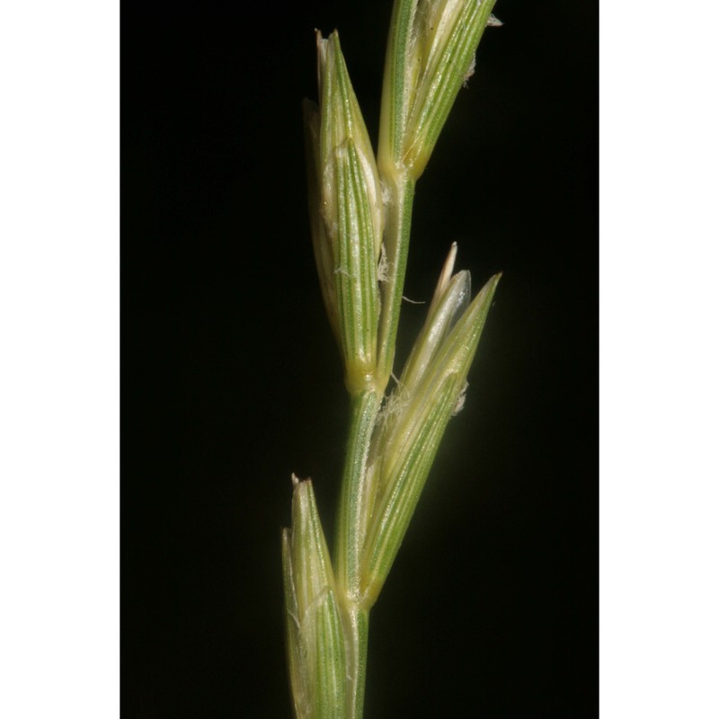 elymus hispidus (opiz) melderis