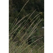 elymus obtusiflorus (dc.) conert