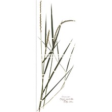 elymus repens (l.) gould