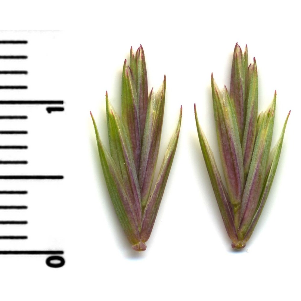 elymus repens (l.) gould