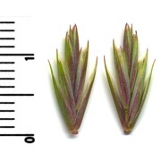 elymus repens (l.) gould