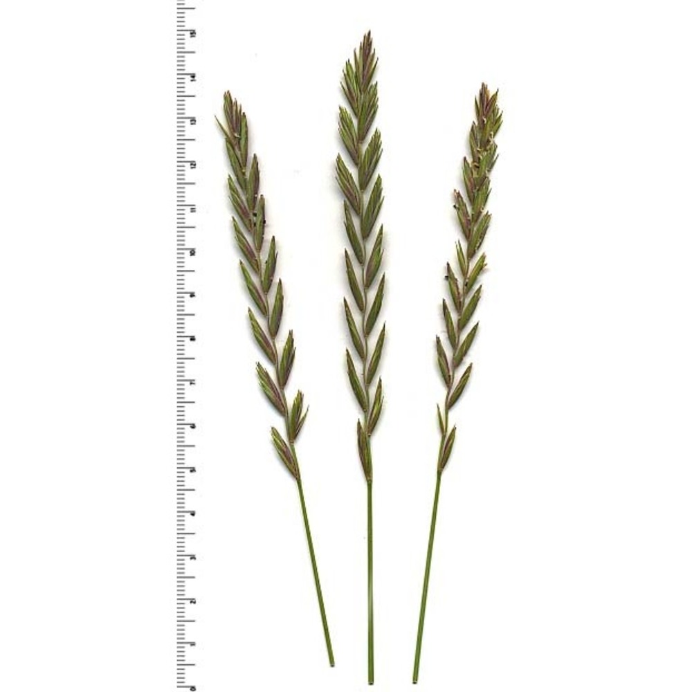 elymus repens (l.) gould