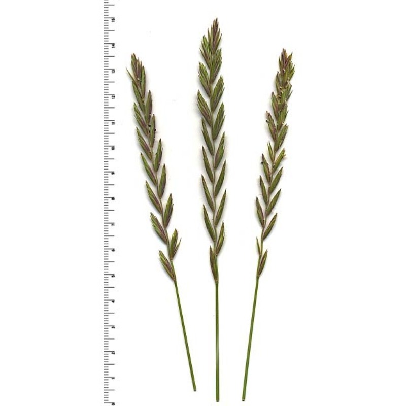 elymus repens (l.) gould