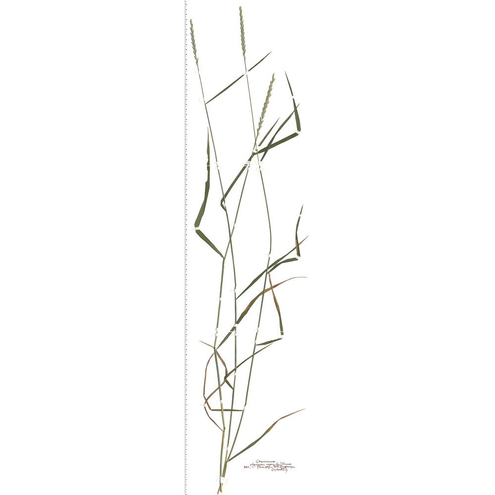 elymus repens (l.) gould