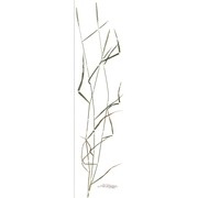 elymus repens (l.) gould