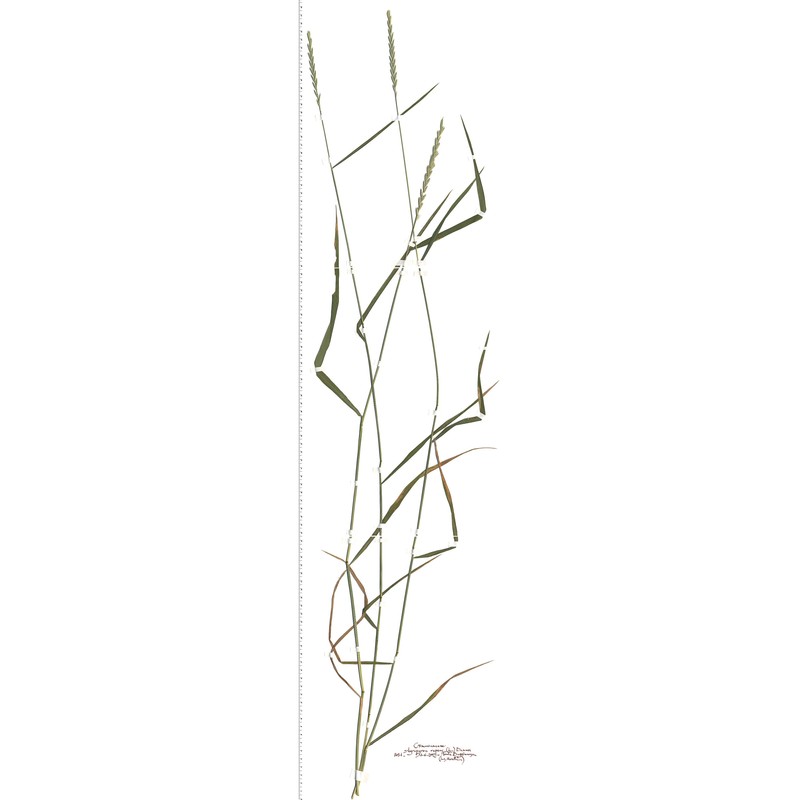 elymus repens (l.) gould