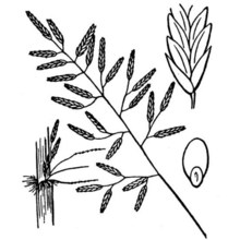 eragrostis barrelieri daveau