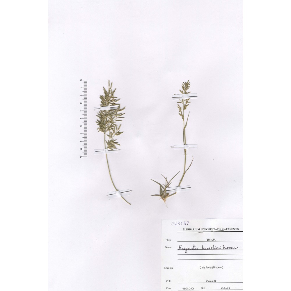 eragrostis barrelieri daveau
