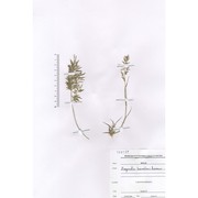 eragrostis barrelieri daveau