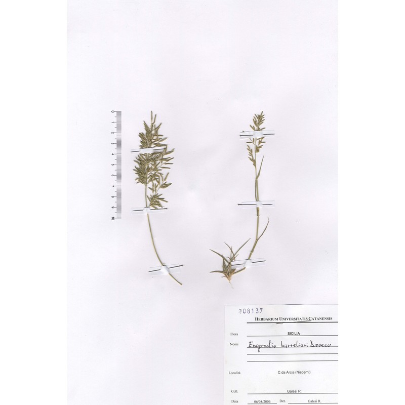 eragrostis barrelieri daveau
