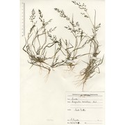 eragrostis barrelieri daveau