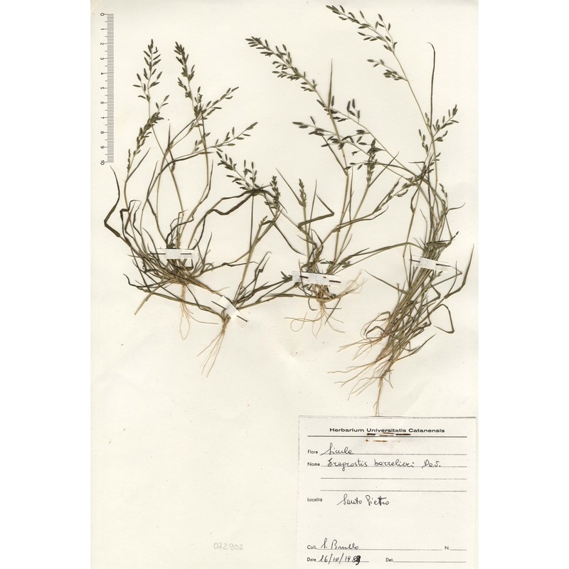 eragrostis barrelieri daveau