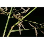 eragrostis barrelieri daveau