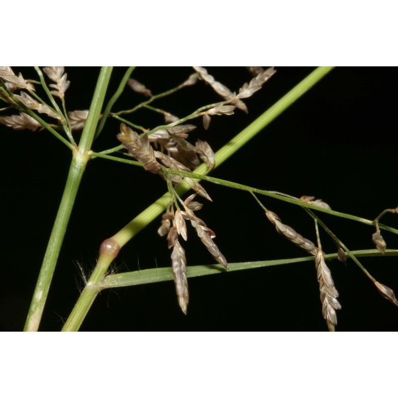 eragrostis barrelieri daveau