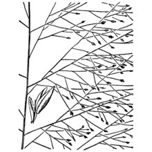 eragrostis capillaris (l.) nees