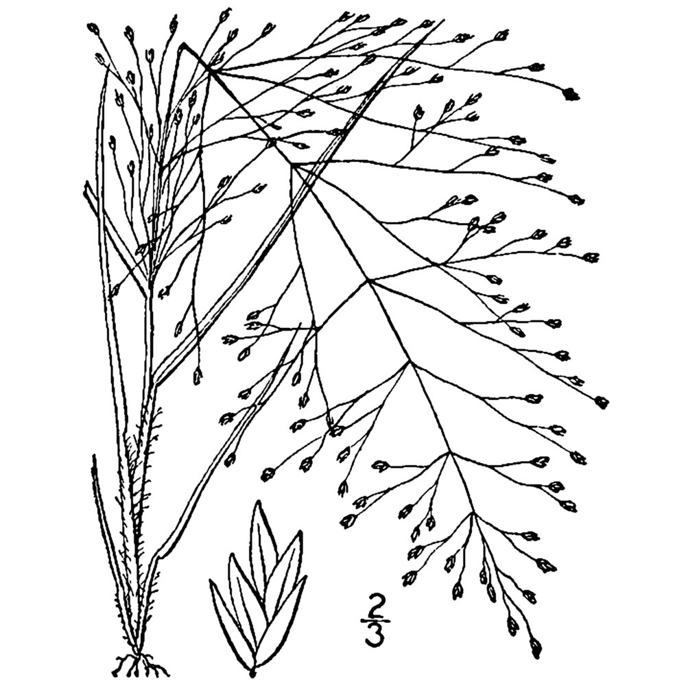 eragrostis capillaris (l.) nees