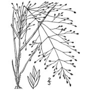 eragrostis capillaris (l.) nees