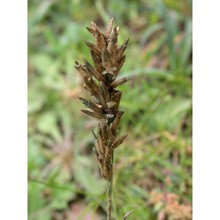 eragrostis cilianensis (all.) vignolo ex janch.